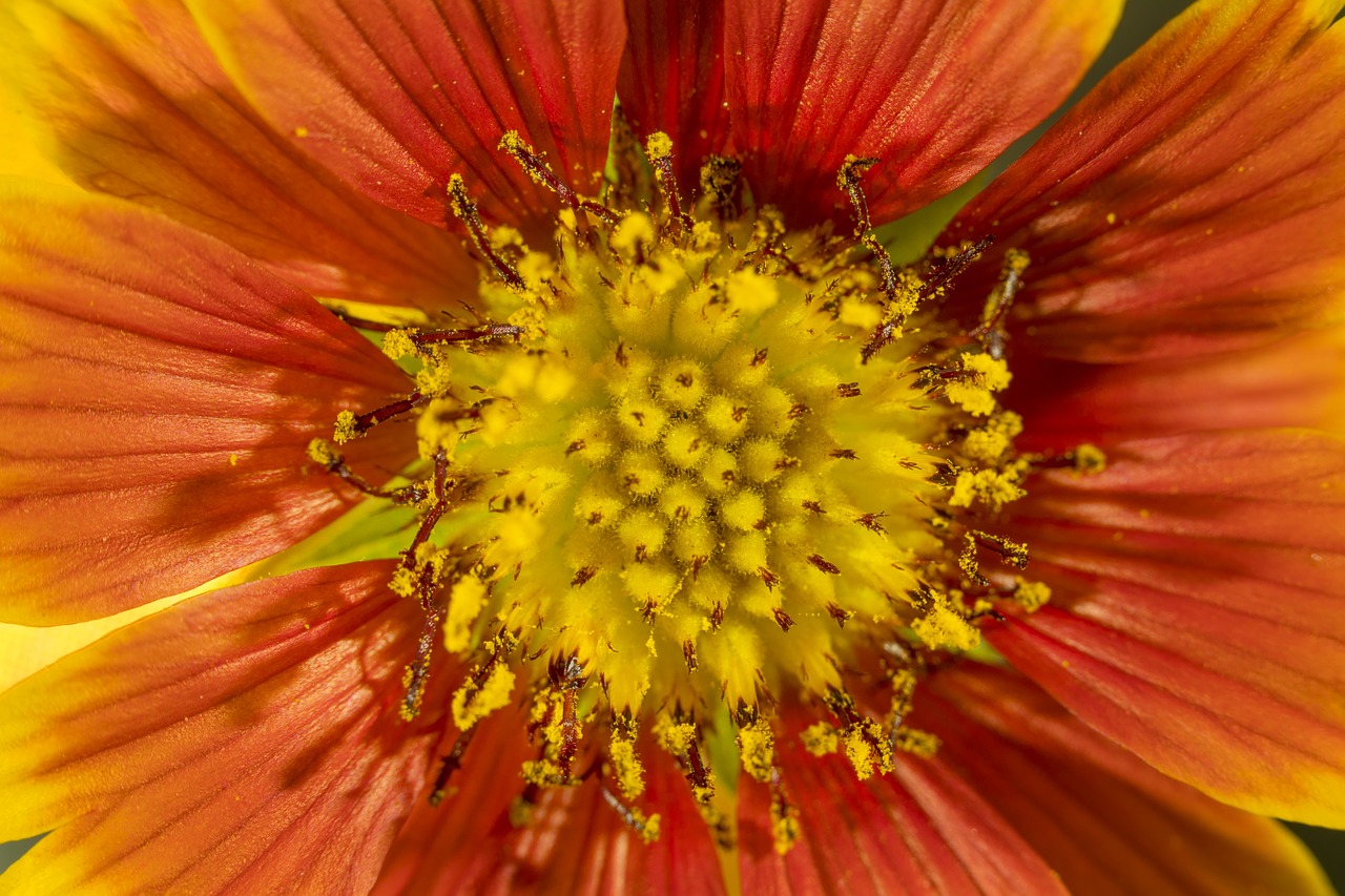 flower macro flowers free photo