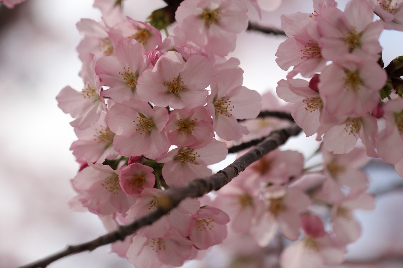 flower blossom cherry free photo
