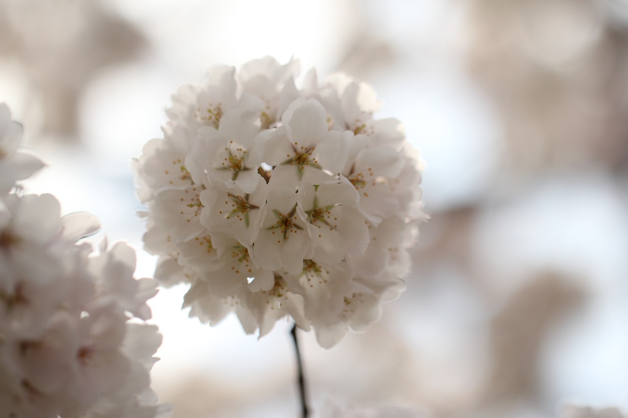 flower blossom cherry free photo