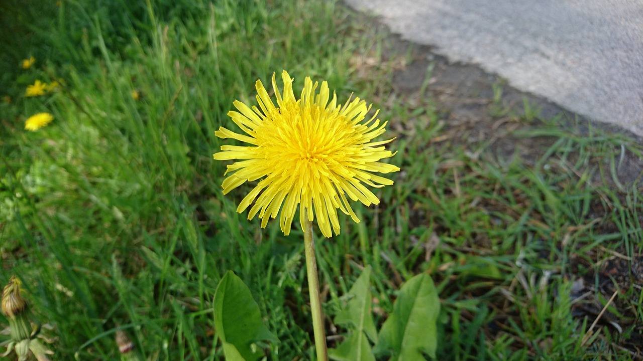 flower summer yellow flower free photo