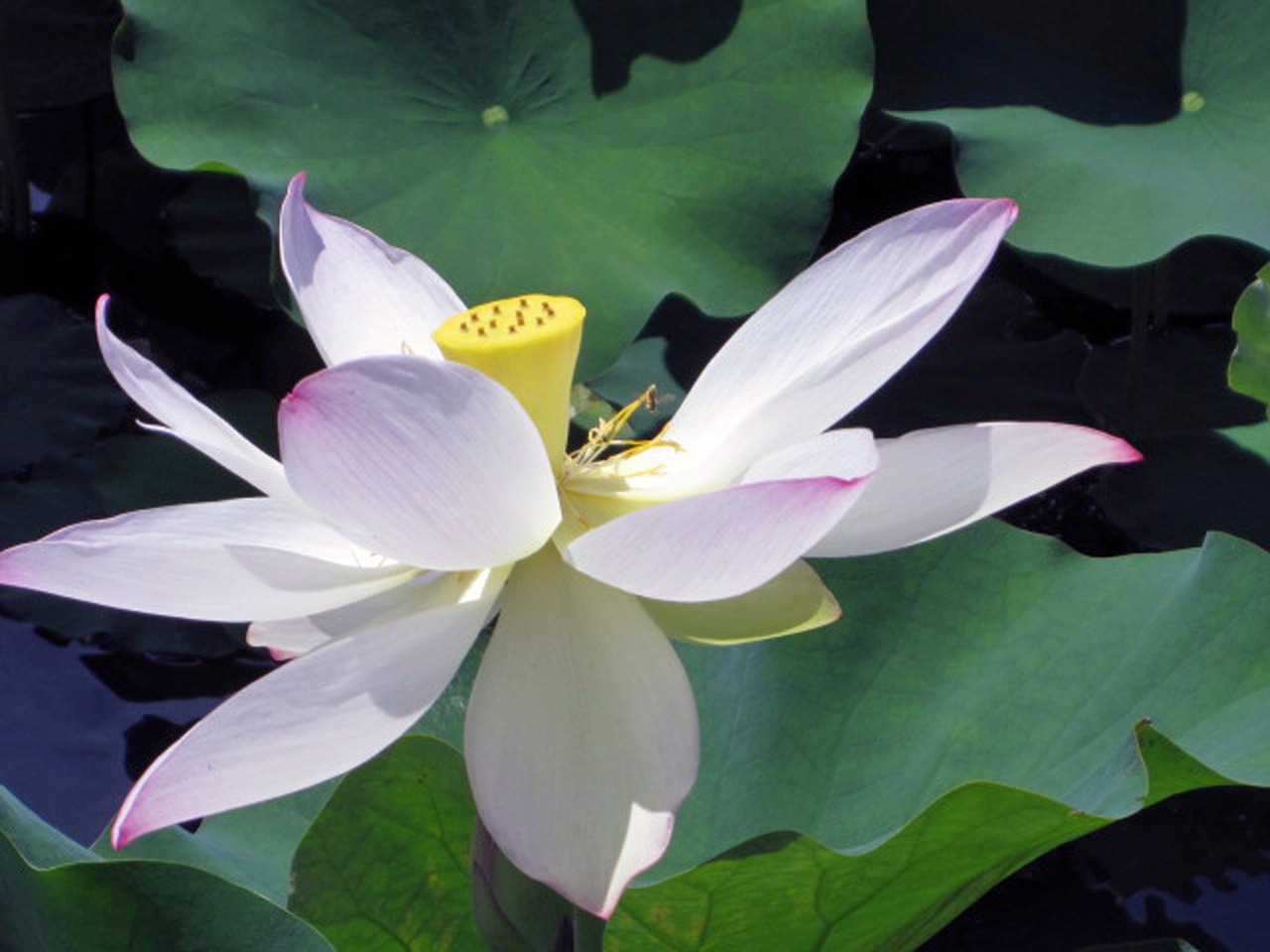 flower botanical gardens water lily free photo