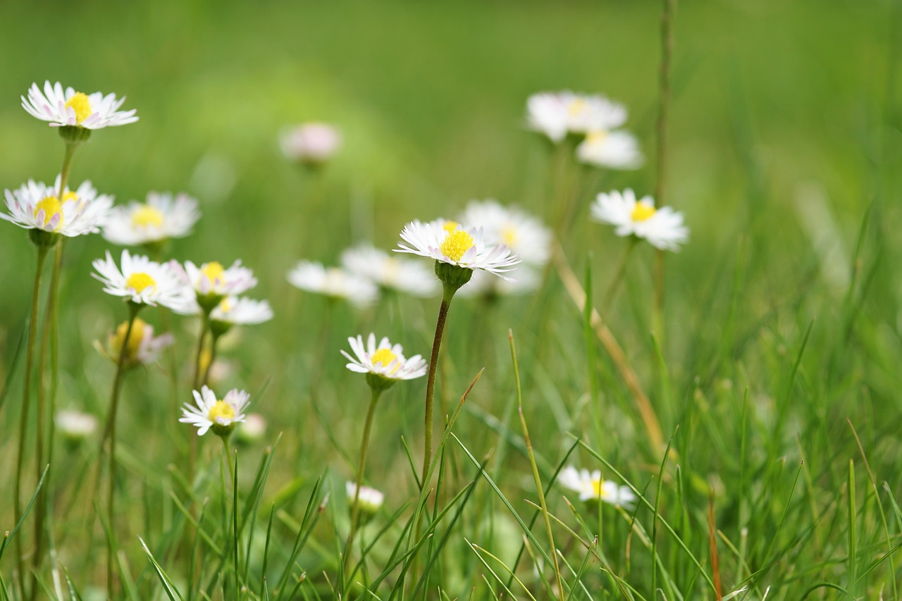 flower blossom bloom free photo