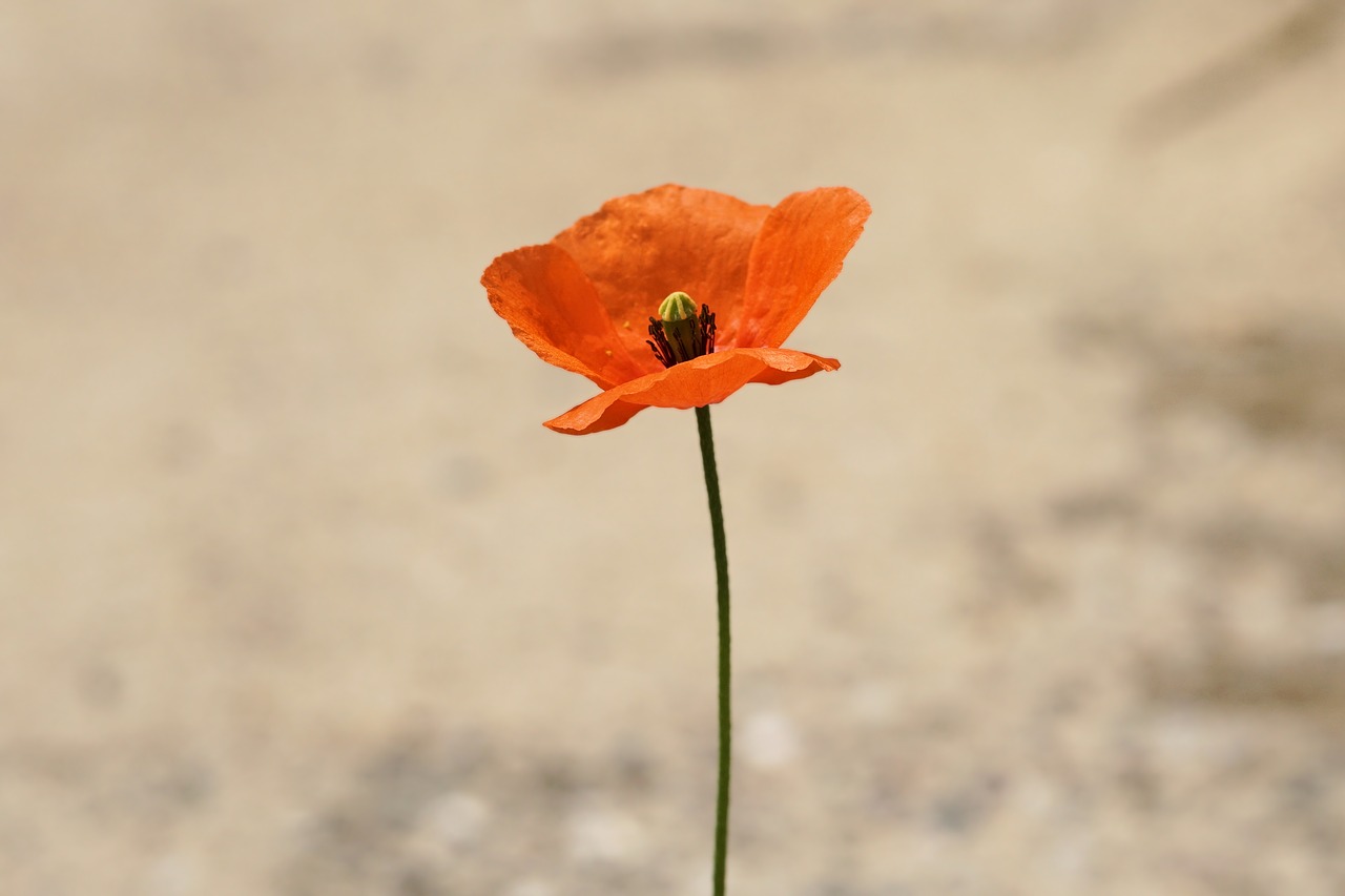 flower blossom bloom free photo