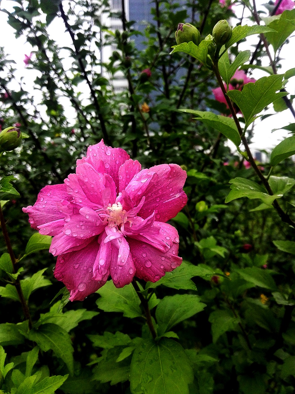 flower rain school free photo