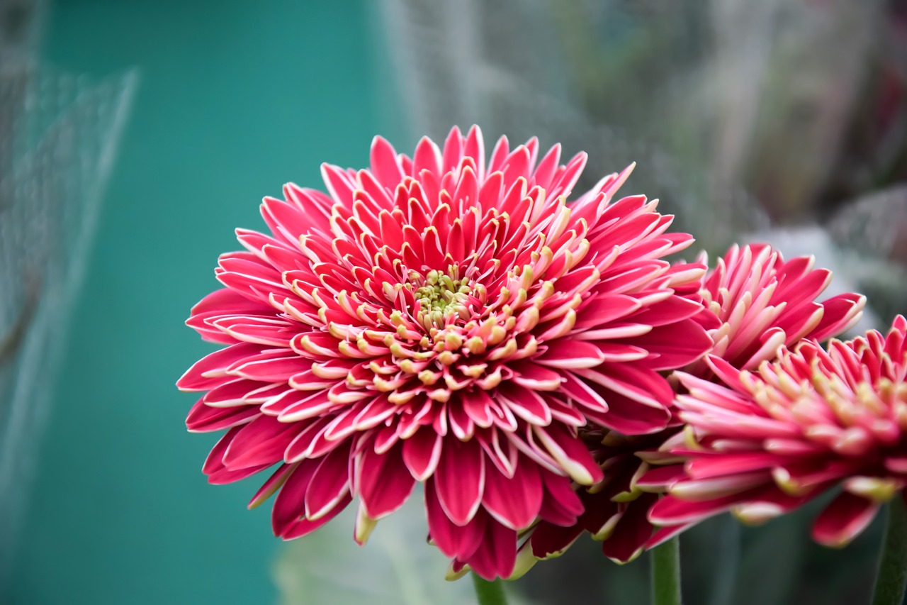 flower chrysanthemum close-up free photo