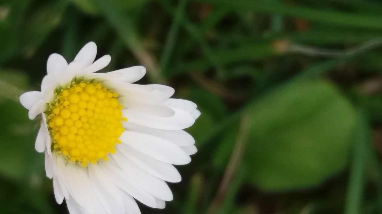 flower daisy blossom free photo