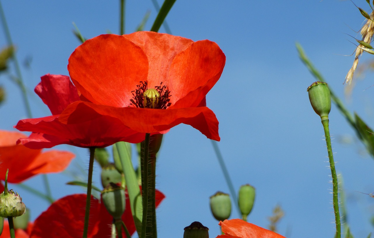 flower poppy rhône free photo