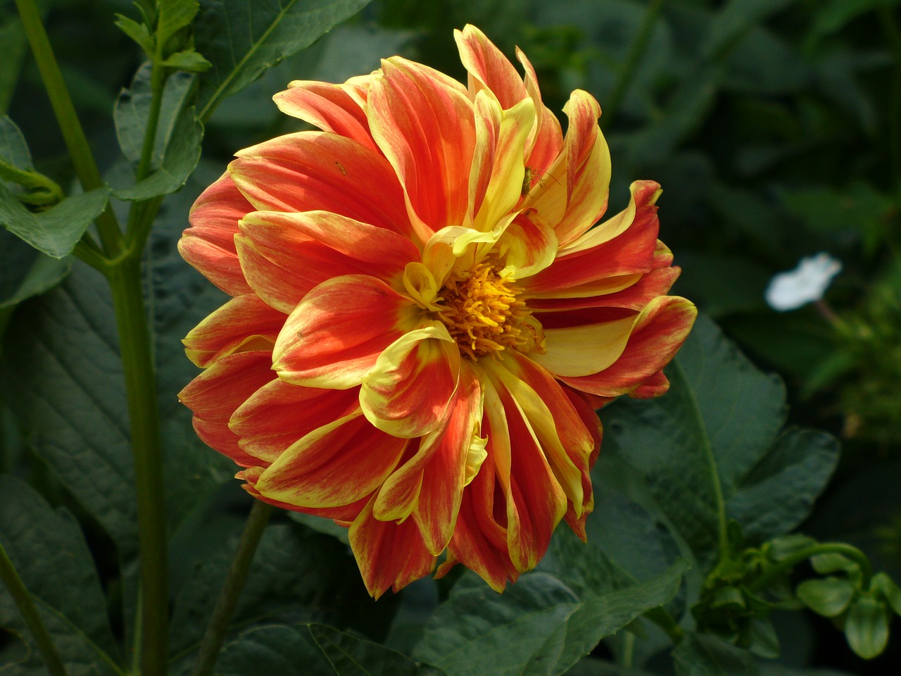 flower dahlia beautiful free photo