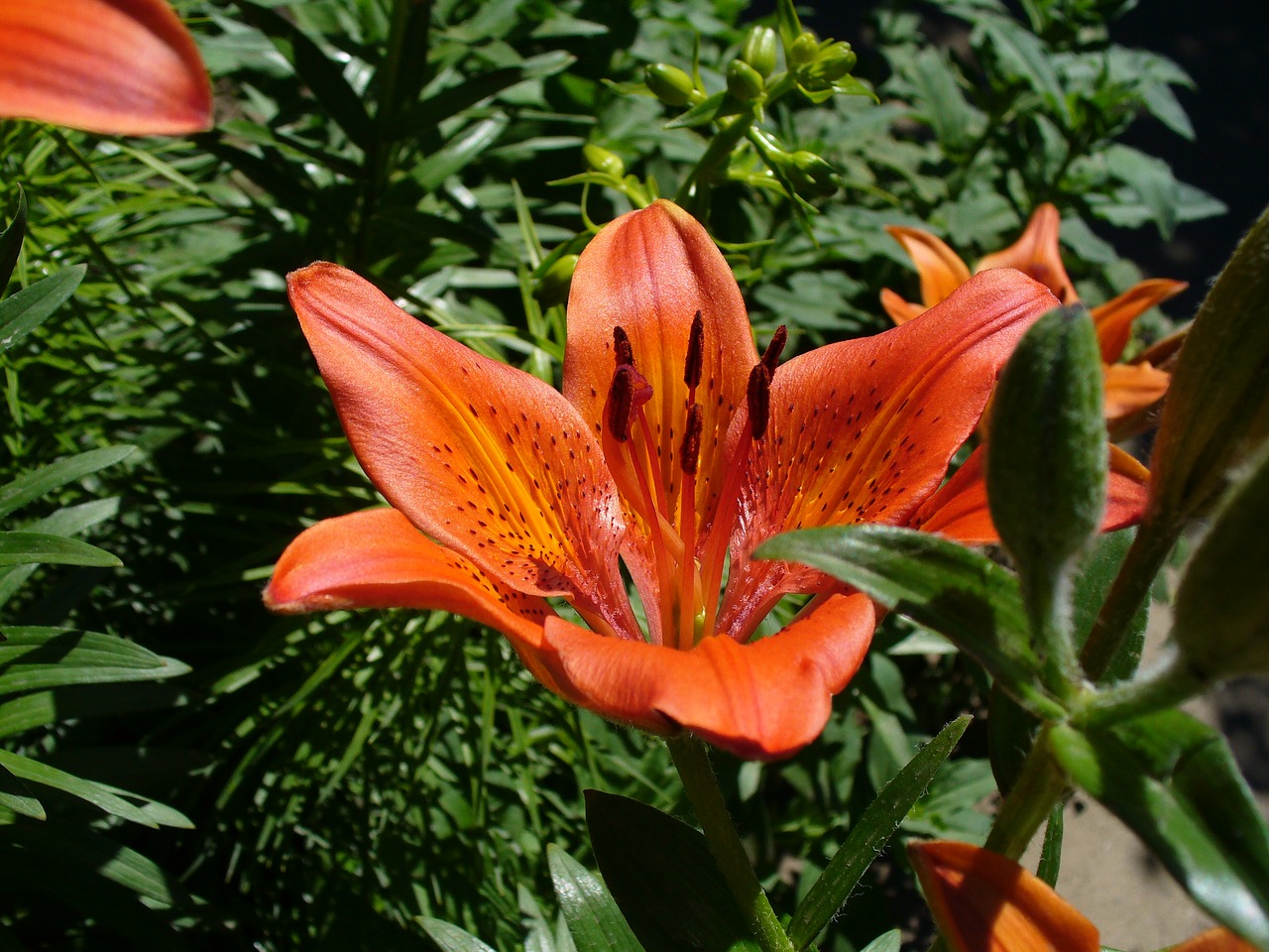 flower lily desktop free photo