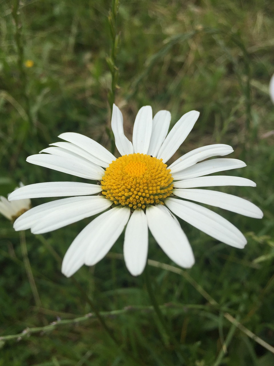 flower meadow daisies free photo