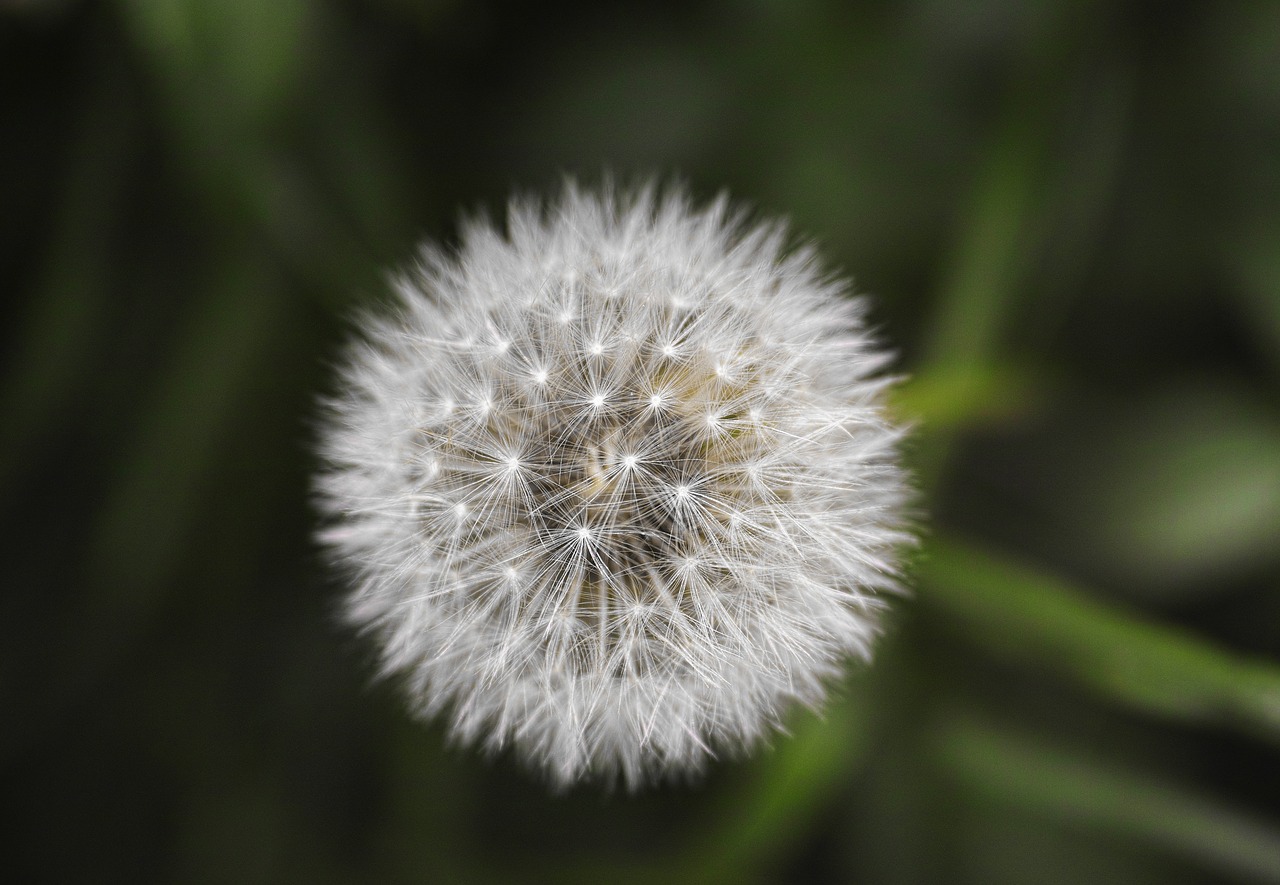 flower plant summer free photo