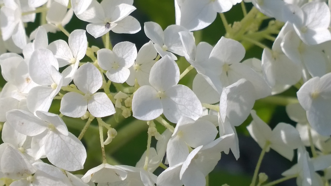 flower white white flowers free photo