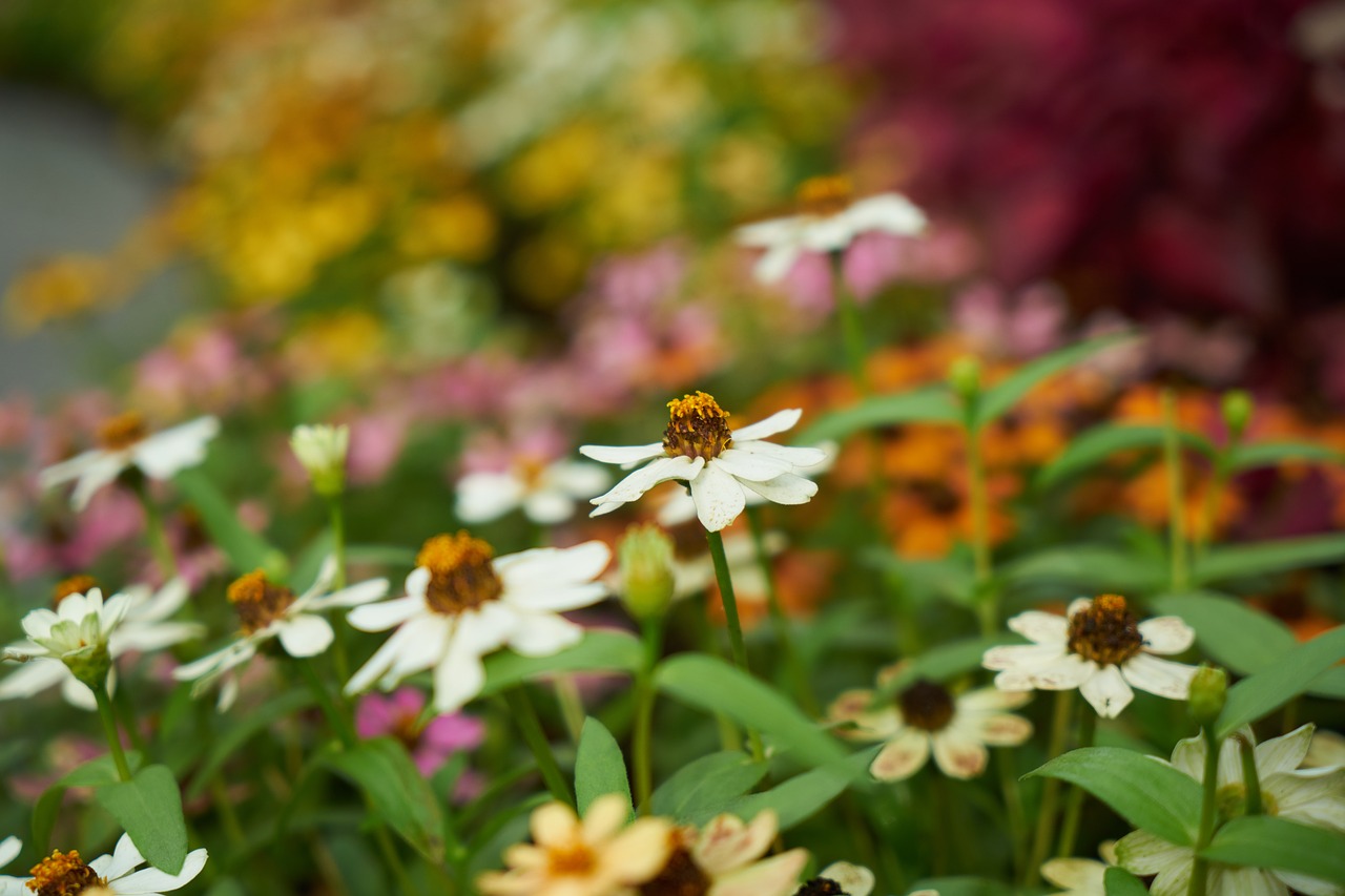 flower plant summer free photo