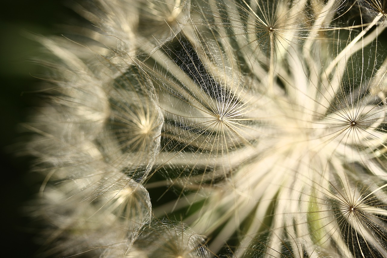 flower plant summer free photo