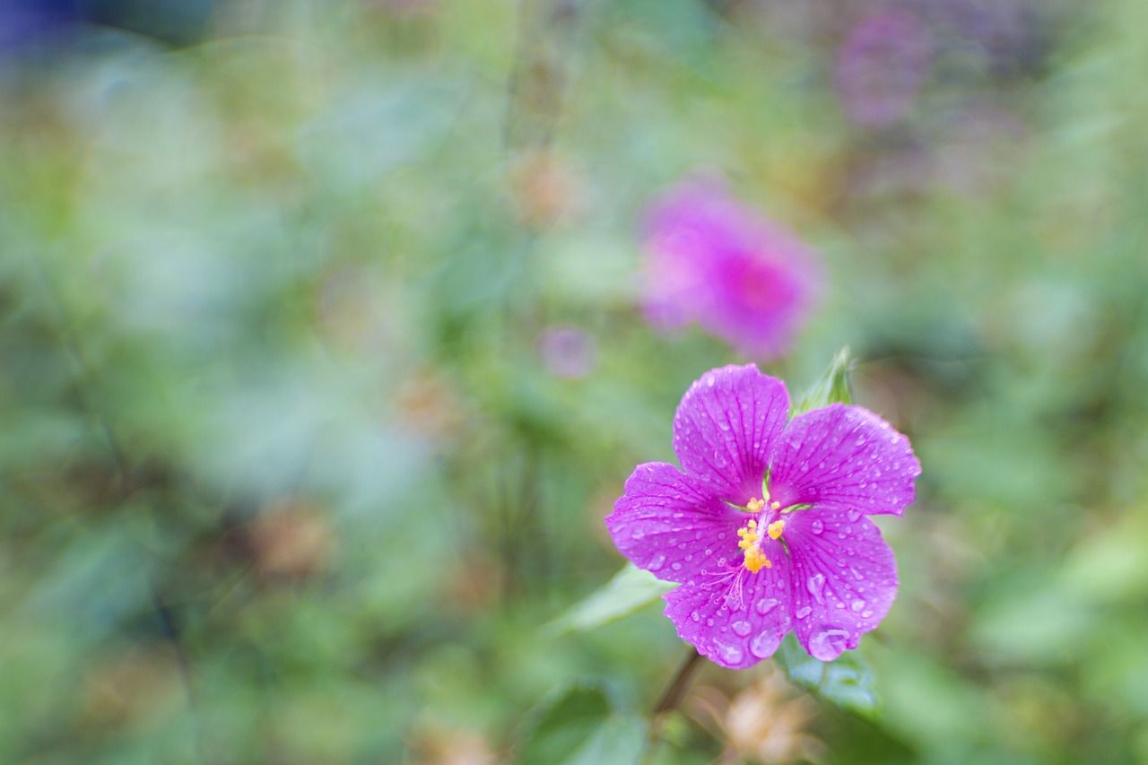 flower purple bloom free photo