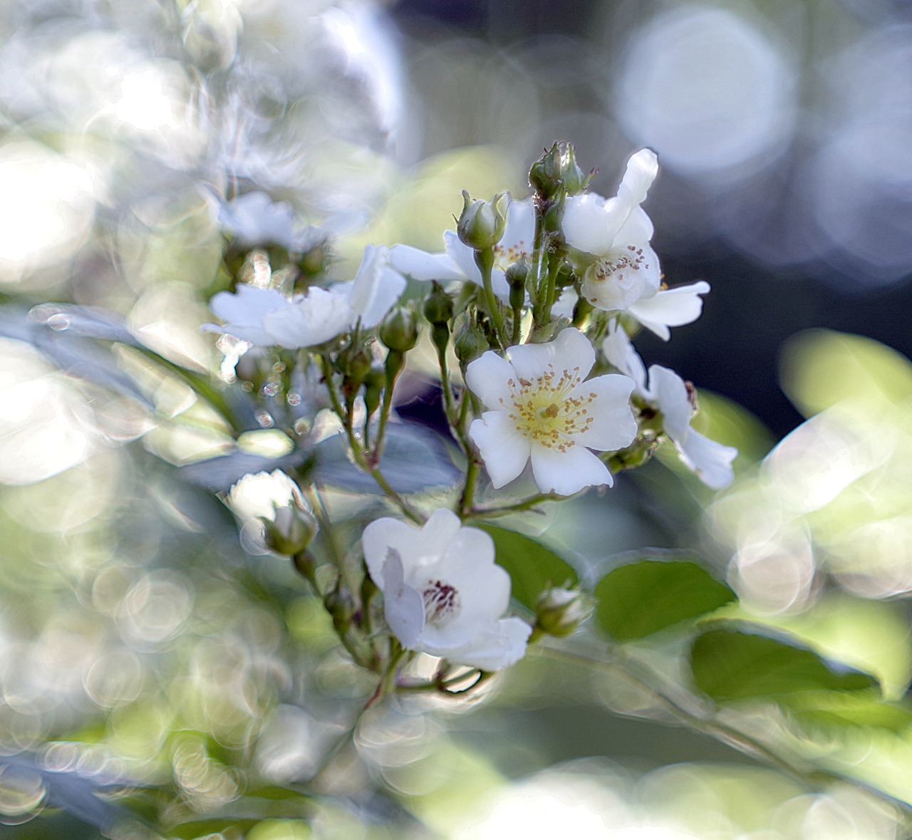 flower colors blur free photo