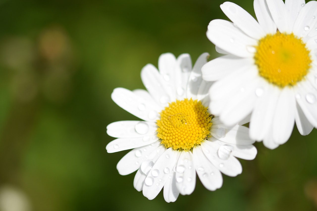 flower macro nature free photo