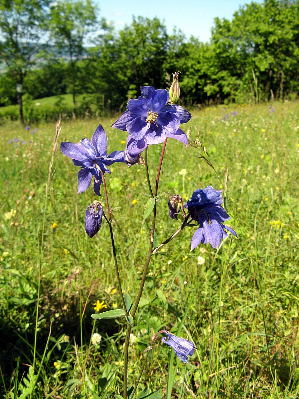 flower purple blossom free photo