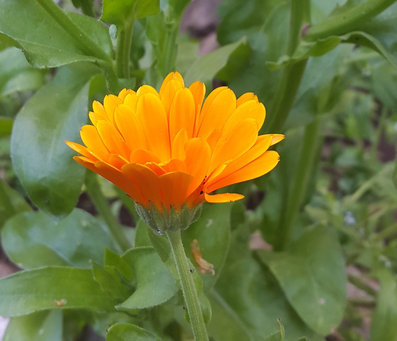 flower garden orange free photo