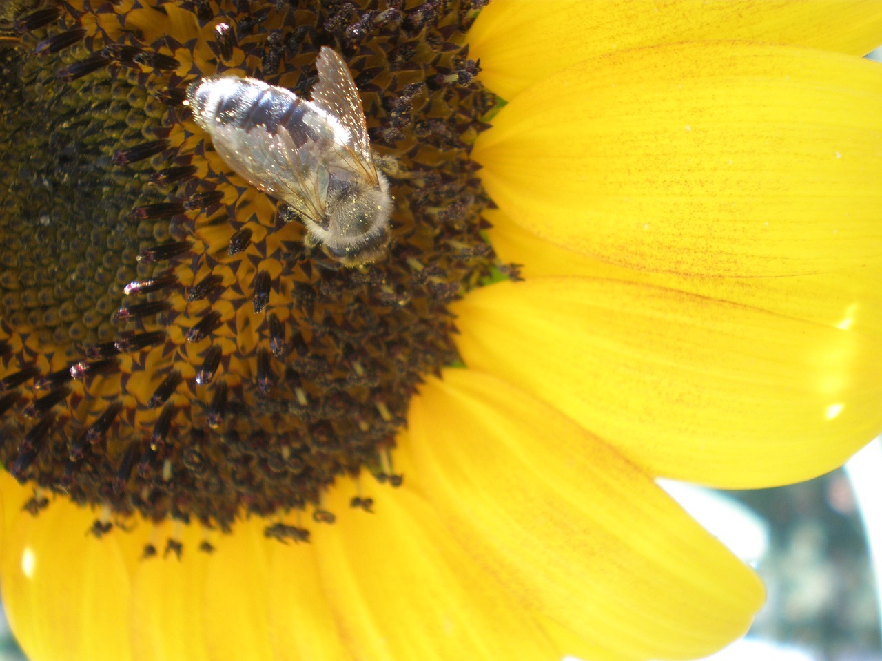 flower sunflower bee free photo