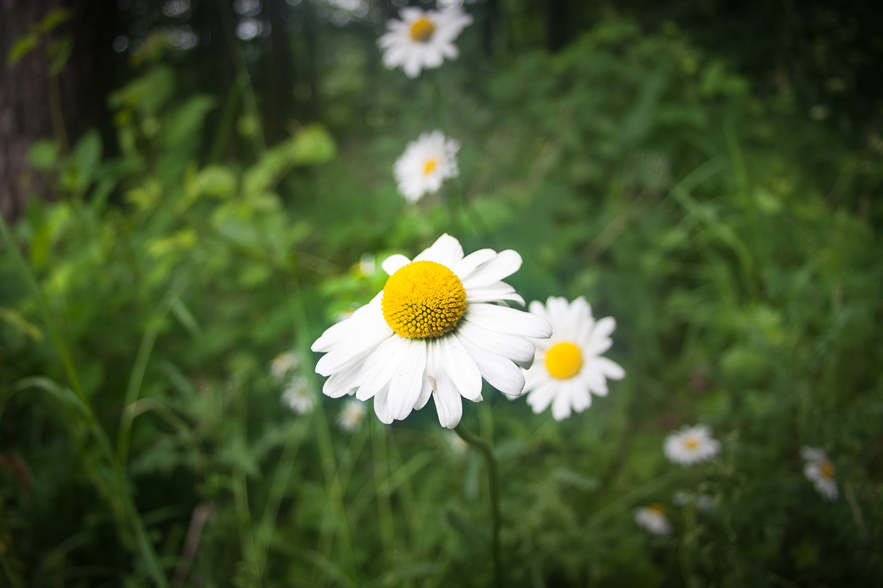 flower marguerite blossom free photo