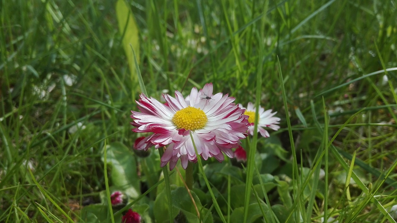 flower grass nature free photo