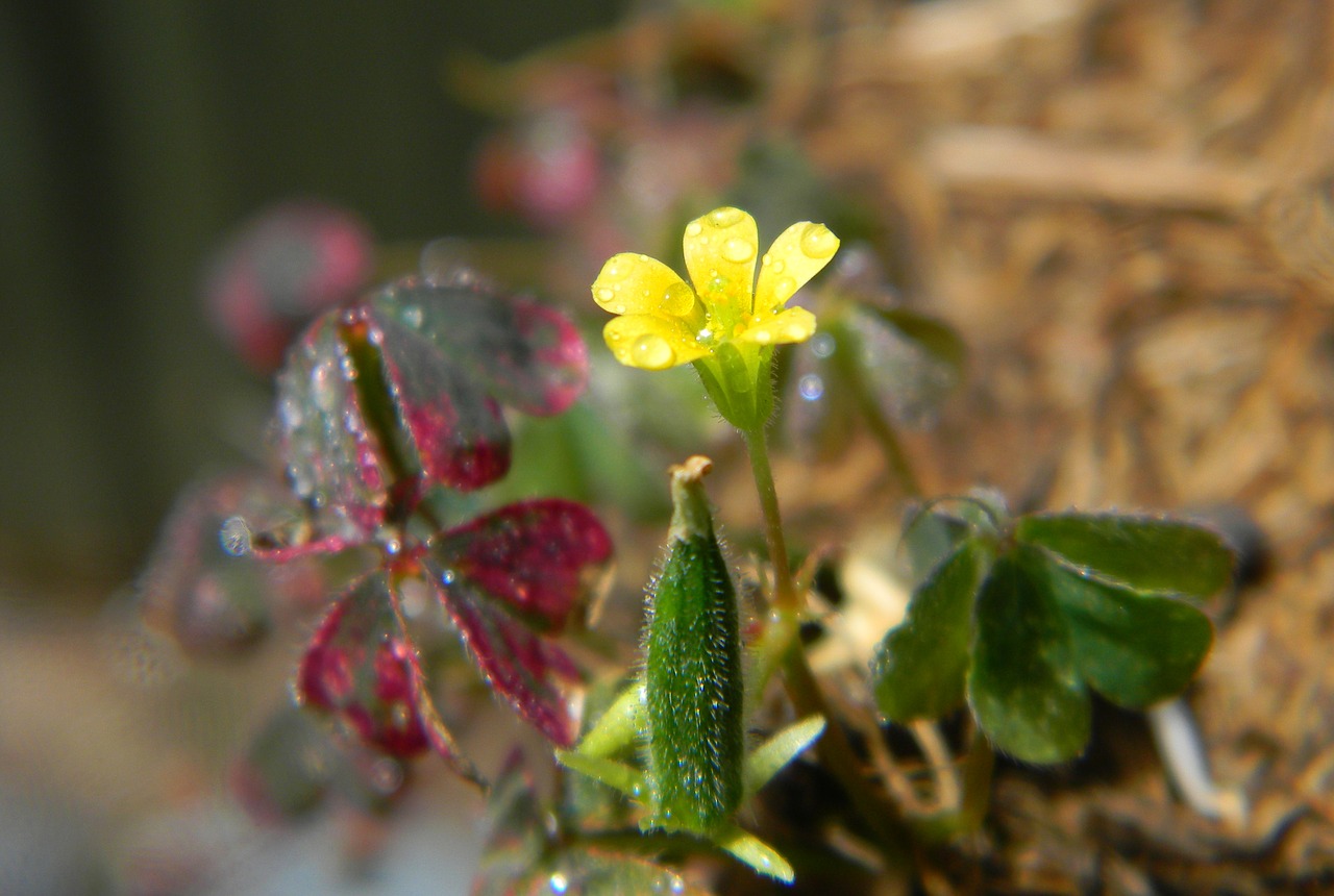 flower yellow yellow flowers free photo