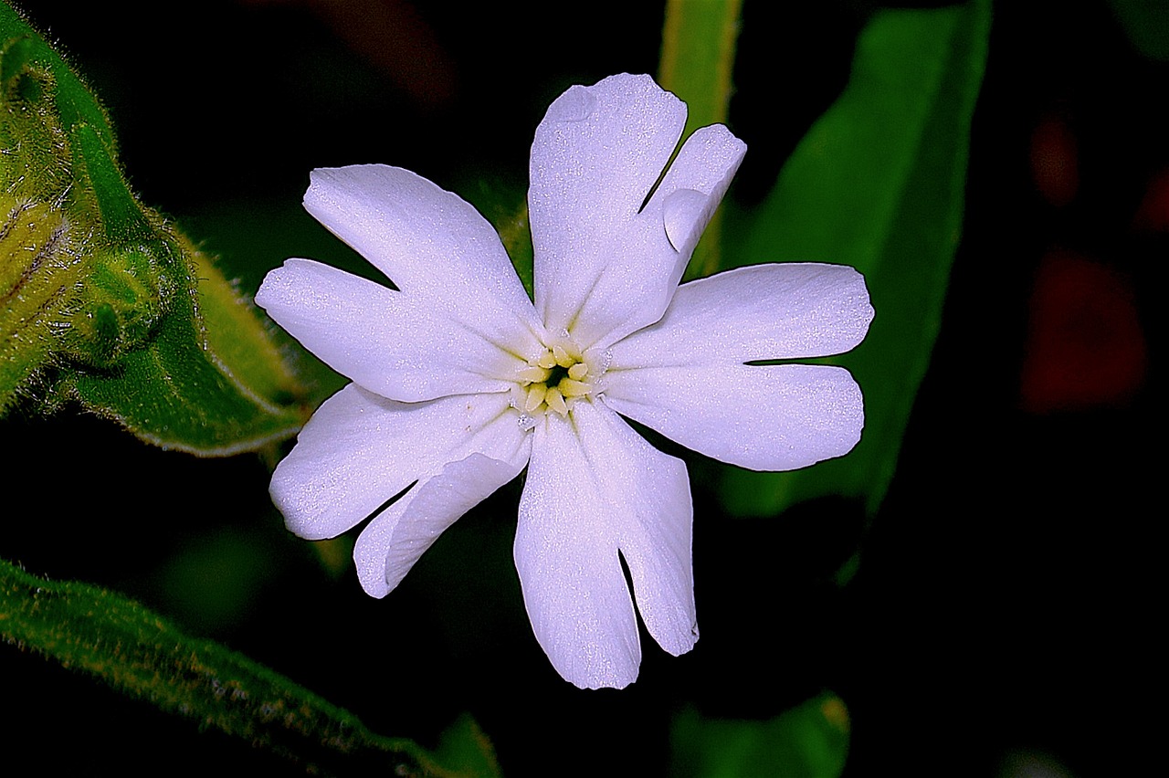 flower white spring free photo