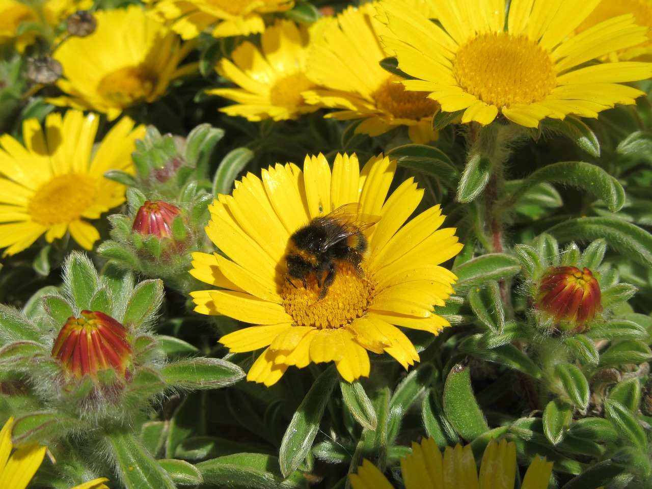 flower bee daisy free photo