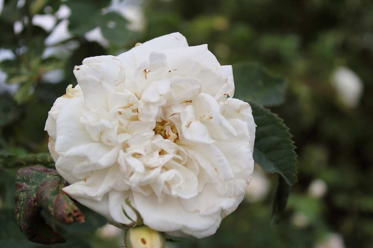 flower rose white rose free photo