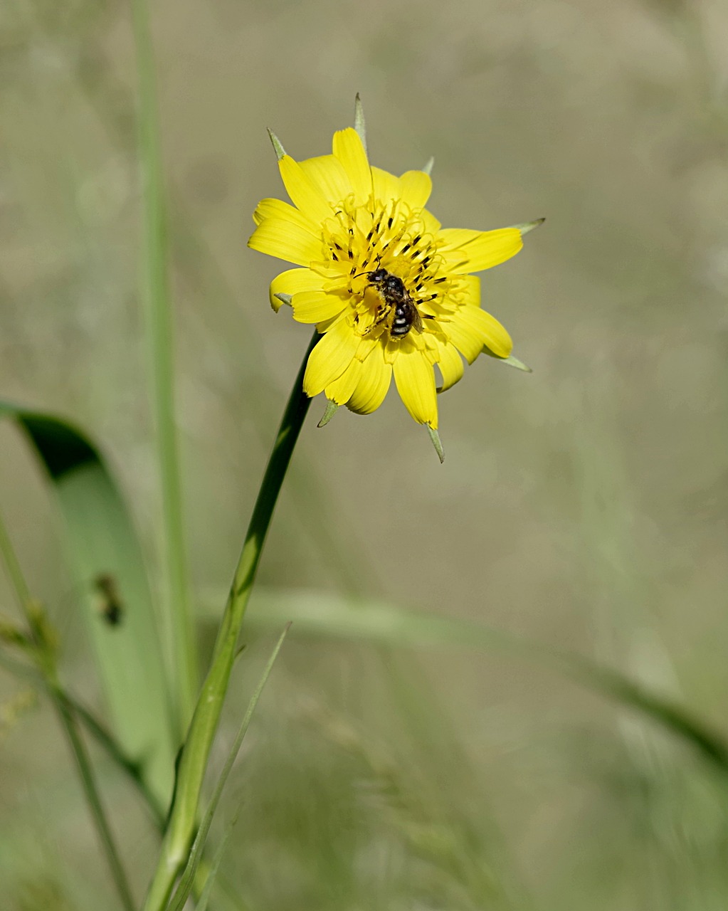 flower bee yellow free photo