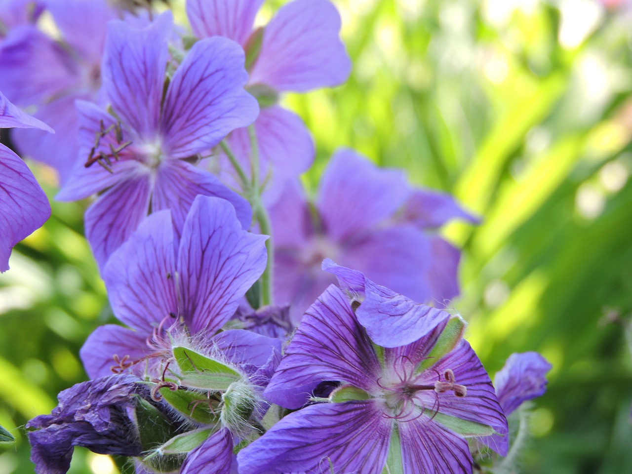 flower purple purple flower free photo