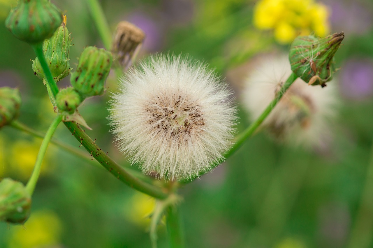 flower dandelion plant free photo