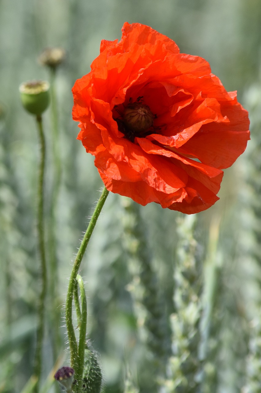 flower cornflower rose free photo