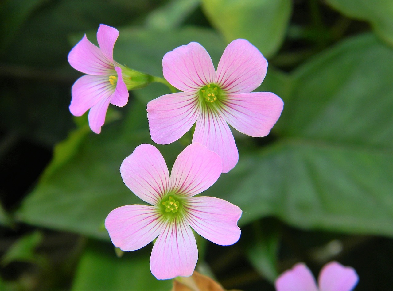 flower pink pink flowers free photo