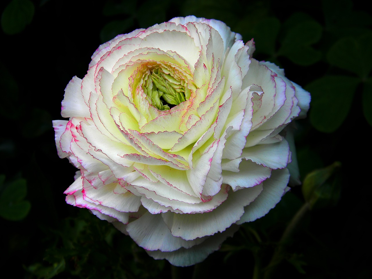 flower white white flower free photo