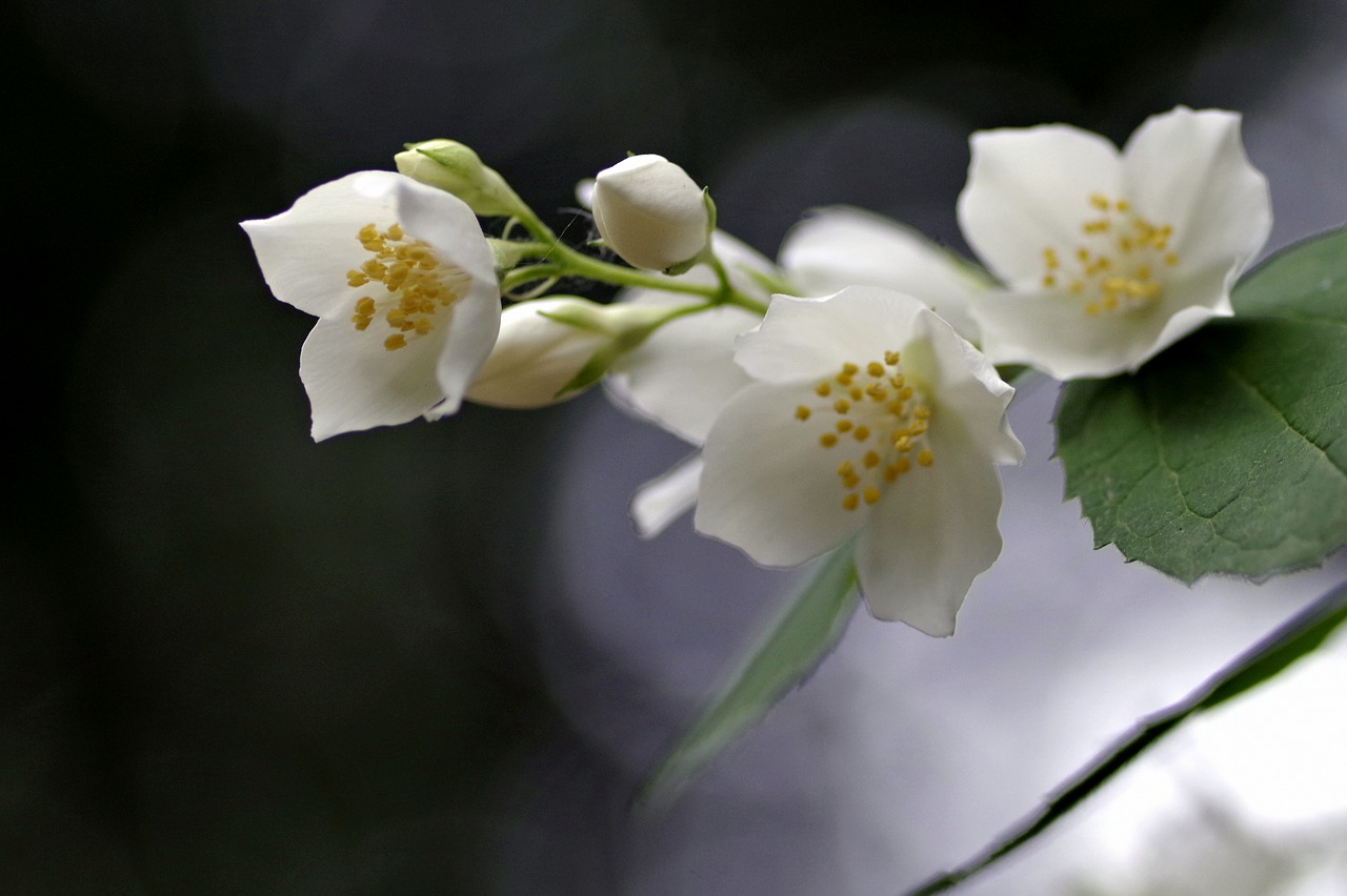 flower jasmine biel free photo
