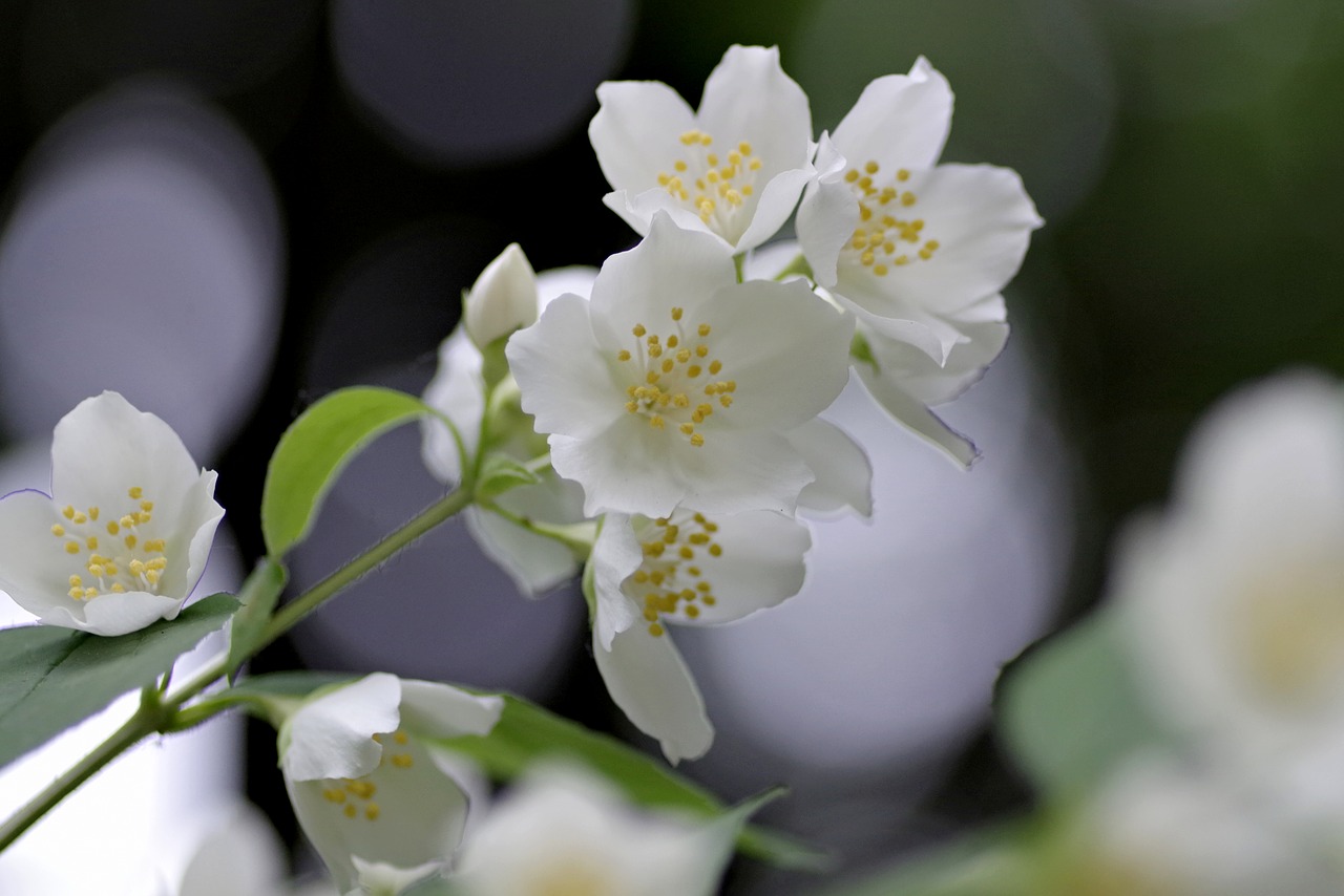 flower jasmine biel free photo