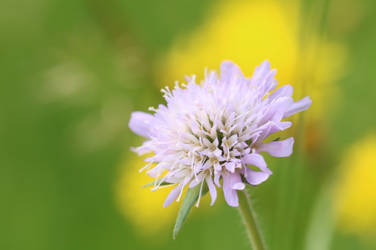 flower meadow nature free photo