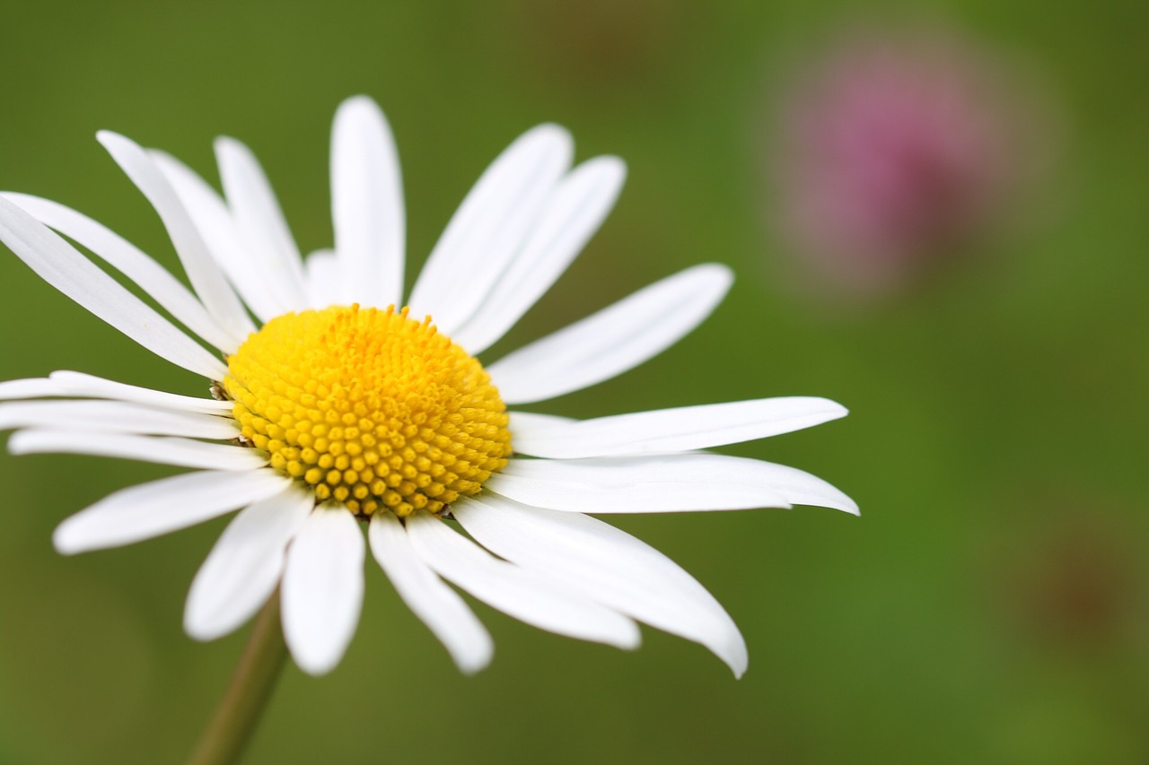 flower meadow nature free photo