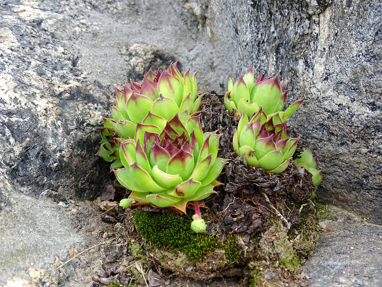 flower rock green free photo