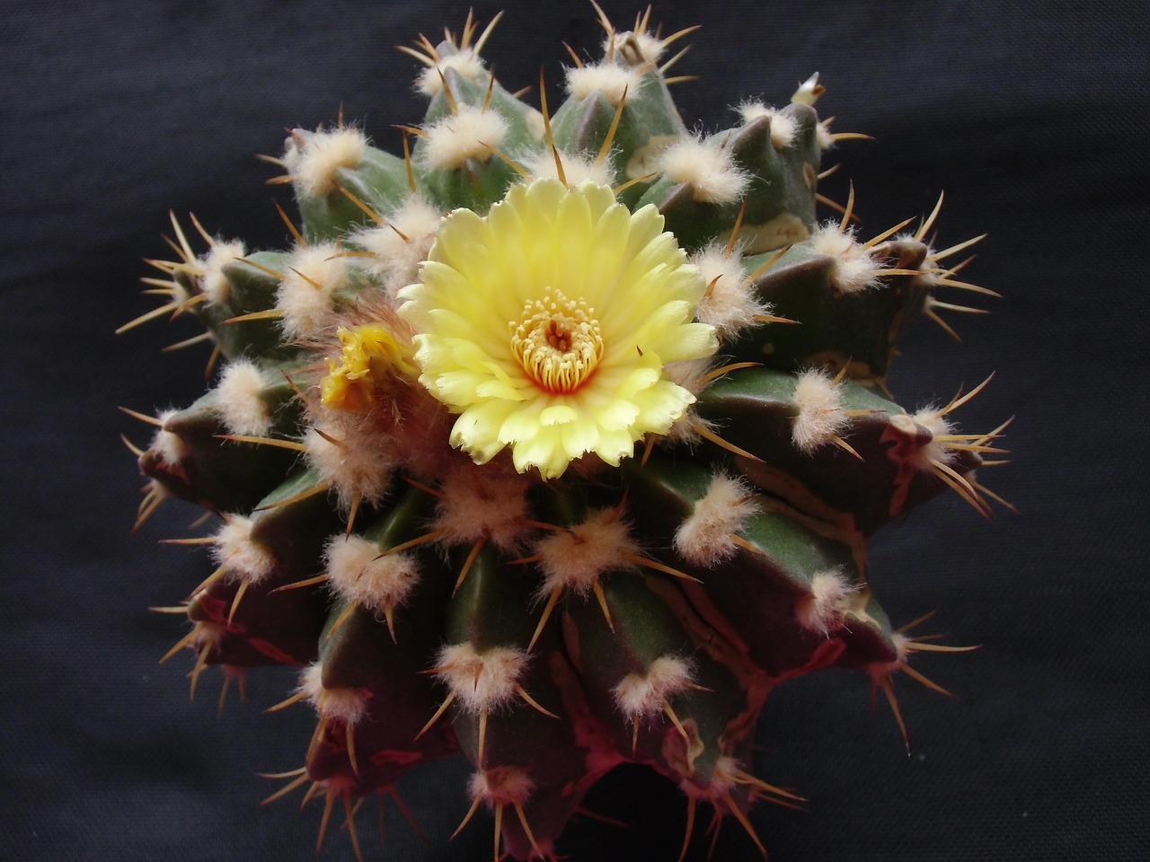 flower cactus flora free photo