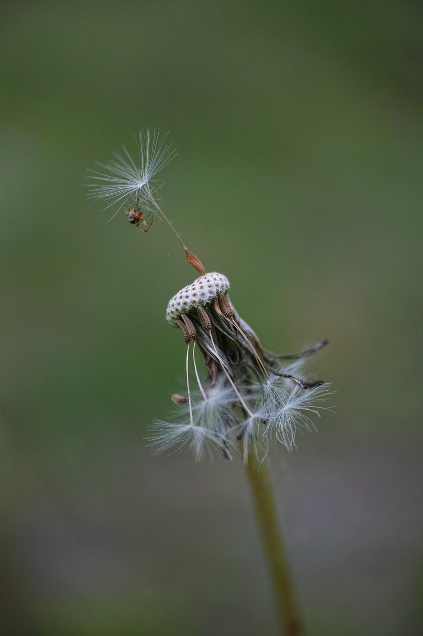 flower dandelion garden free photo