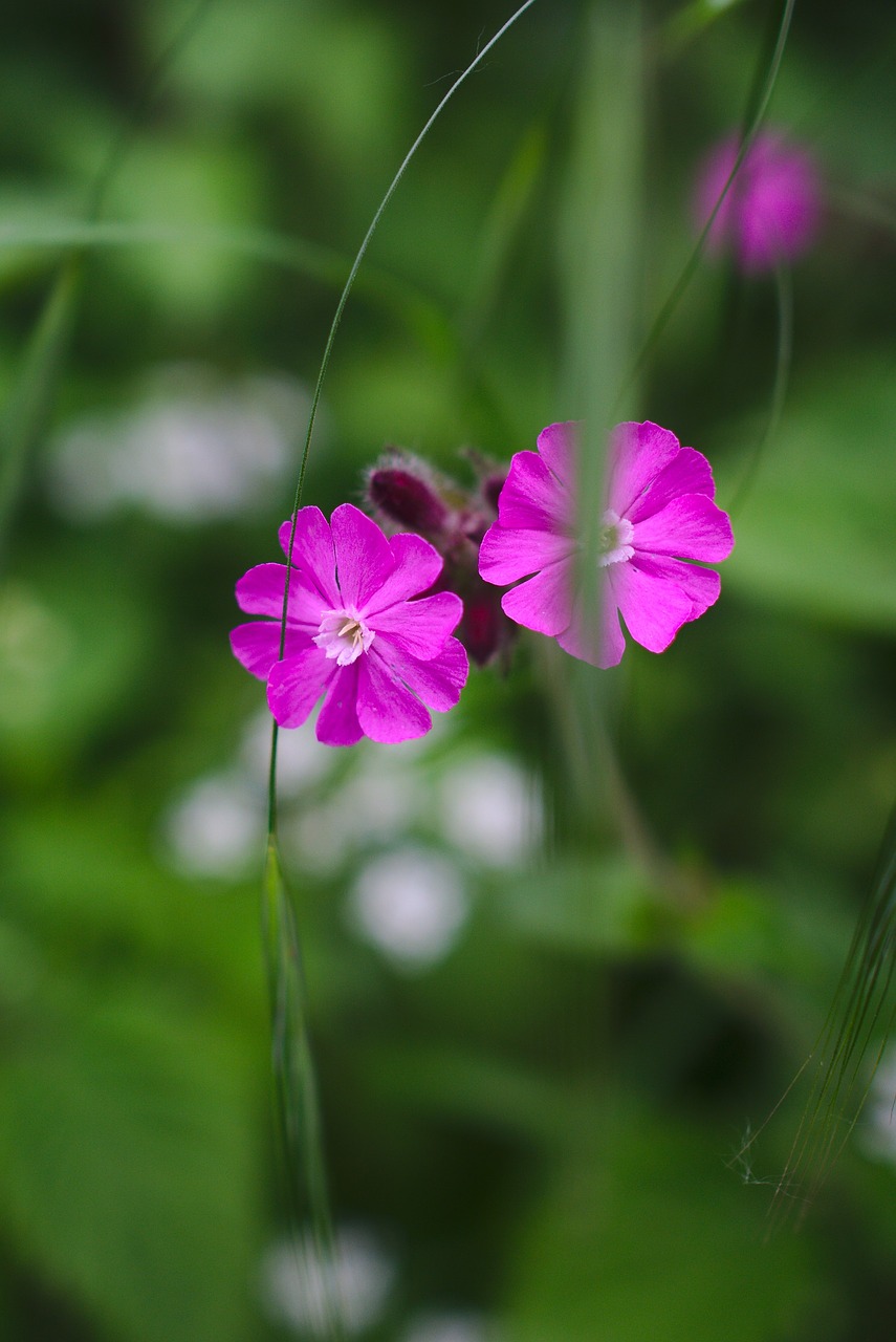 flower pink nature free photo