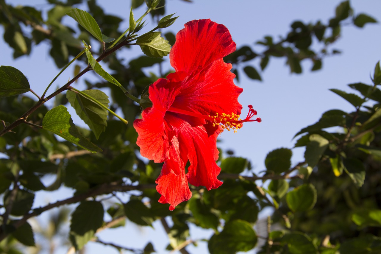 flower red hibiscus free photo