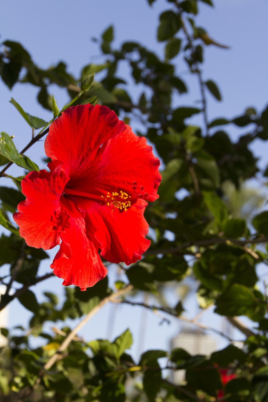 flower red hibiscus free photo