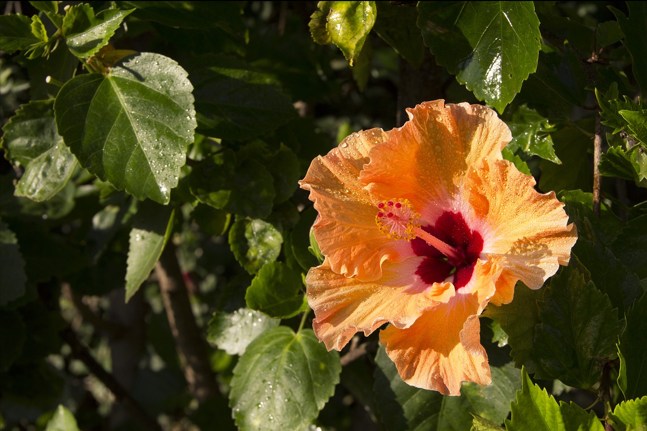 flower yellow hibiscus free photo