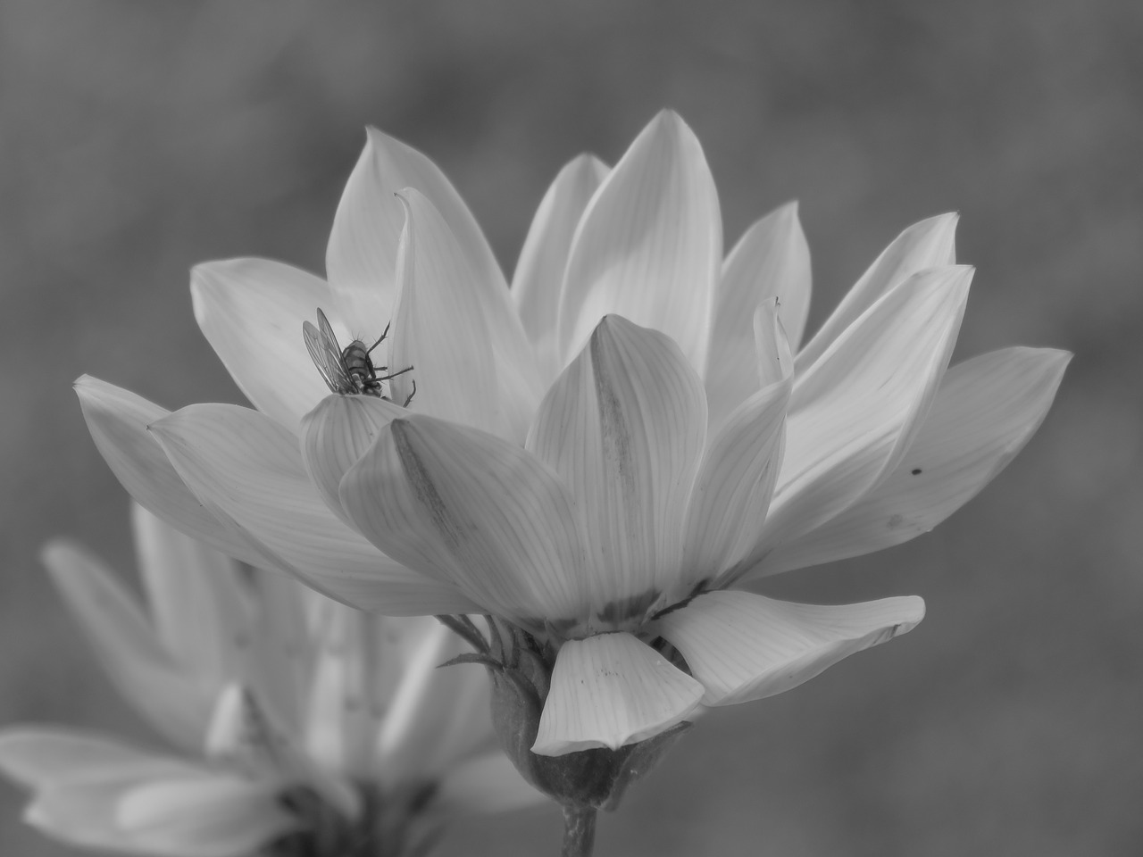 flower daisy calendula free photo