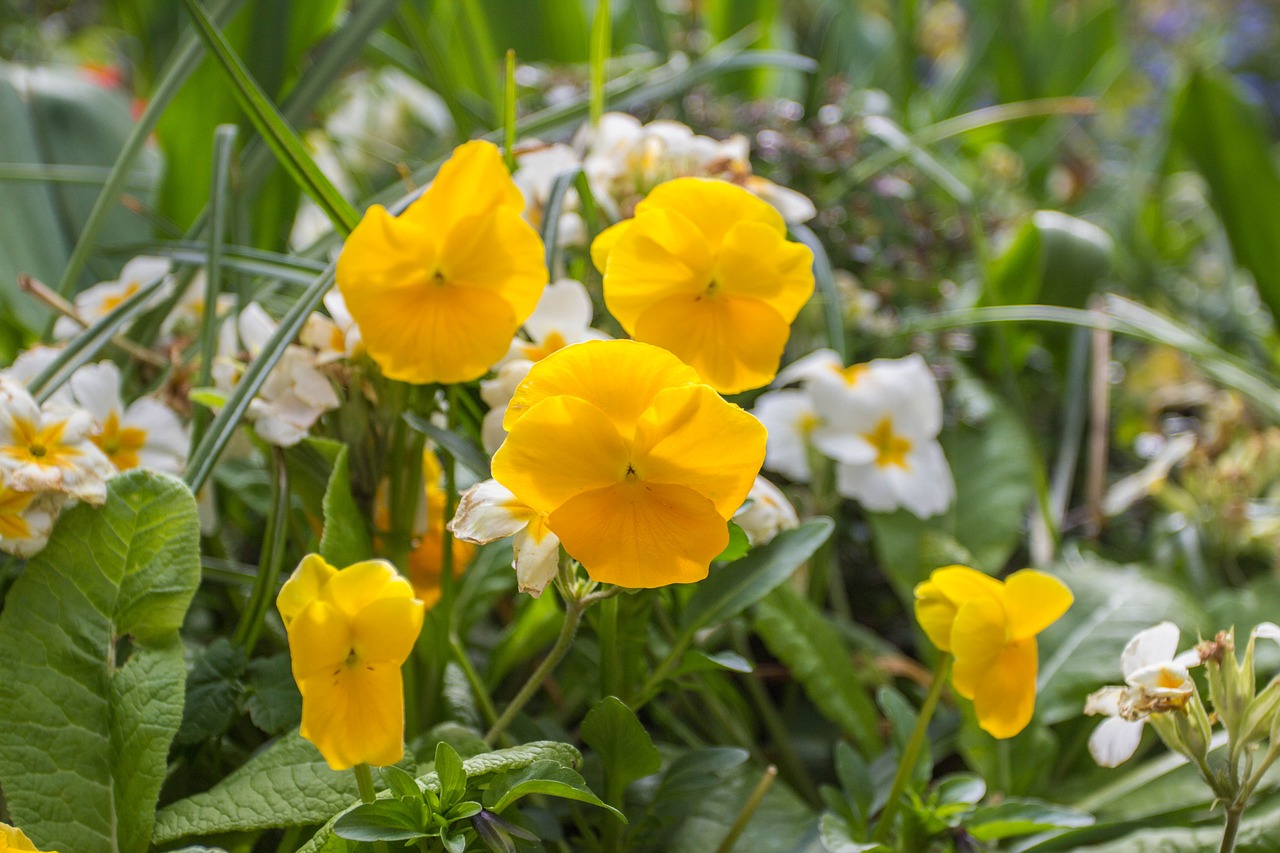 flower outdoor nature free photo