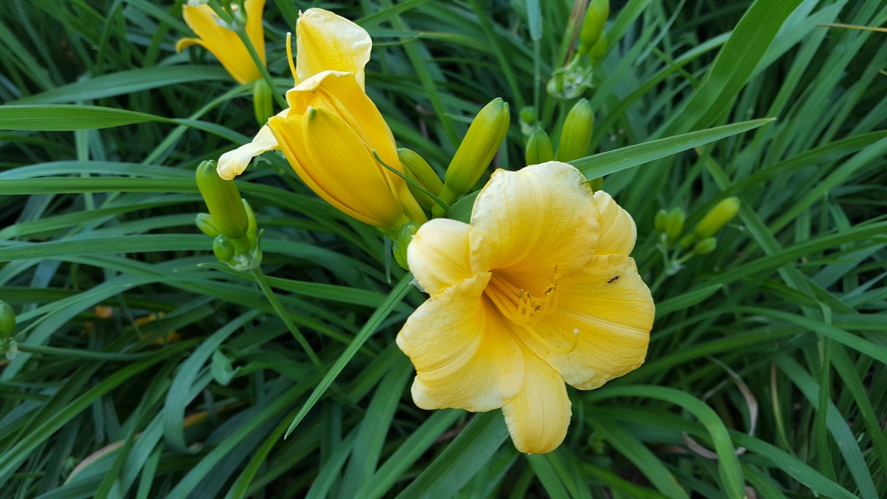 flower yellow flower decorative flower free photo